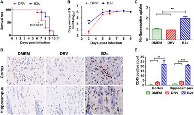 Lab-Attenuated Rabies Virus Causes Abortive Infection and Induces Cytokine Expression in Astrocytes by Activating Mitochondrial Antiviral-Signaling Protein Signaling Pathway